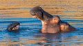 Closeup shot of two hippopotamuses in the lake under the sunlight Royalty Free Stock Photo