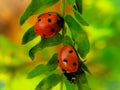 Closeup shot of two lady bugs on a green leafs in a field Royalty Free Stock Photo