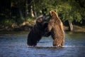 Closeup shot of two large brown bears fighting in a river water with blur background of green shore Royalty Free Stock Photo