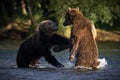 Closeup shot of two large brown bears fighting in a river water with a  blur background of a shore Royalty Free Stock Photo