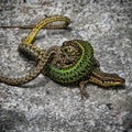 Closeup shot of two lizards fighting  on stone Royalty Free Stock Photo