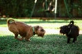 Closeup shot of two lovely dogs playing in the garden Royalty Free Stock Photo