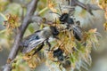 Closeup shot of two males and a female gray-backed mining bees