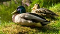 Closeup shot of two mallard ducks resting on a grass ground near the lake Royalty Free Stock Photo