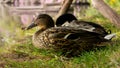 Closeup shot of two mallard ducks resting on a grass ground near the lake Royalty Free Stock Photo