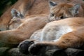 Closeup shot of two North American cougars (Puma concolor couguar)