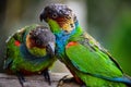 Closeup shot of two ochre-marked parakeets Royalty Free Stock Photo
