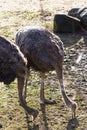 Closeup shot of two ostrich pecking food from the ground in a zoo