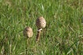 Closeup shot of two Parasol mushrooms also known as Macrolepiota Procera growing in a green meadow Royalty Free Stock Photo