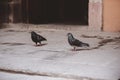 Closeup shot of two pigeons walking on the ground with a blurred background Royalty Free Stock Photo