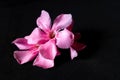 Closeup Shot Of Two Pink Nerium Oleander Flowers On A Black Background