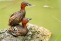 Closeup shot of two playful little grebes (Tachybaptus ruficollis) on background of a pond