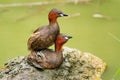 Closeup shot of two playful little grebes (Tachybaptus ruficollis) on background of a pond