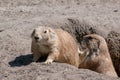 Closeup shot of two  prairie dogs emerging from their hole Royalty Free Stock Photo