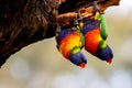 Closeup shot of two Rainbow lorrikeet birds hanging on old big tree with bokeh background