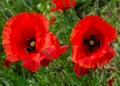 Closeup shot of two red poppies under sunlight Royalty Free Stock Photo