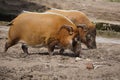 Closeup shot of two red river hog in mud Royalty Free Stock Photo