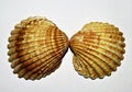 Closeup shot of two seashells isolated on a white background Royalty Free Stock Photo