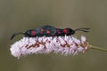 Closeup shot of two six spot burnet standing on a common bistort