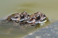 Closeup shot of two small brown frogs swimming in a pond together Royalty Free Stock Photo