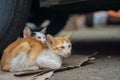 Closeup shot of two stray cats sitting together under a car Royalty Free Stock Photo