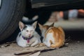 Closeup shot of two stray cats sitting together under a car Royalty Free Stock Photo
