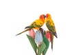 Closeup shot of two sun parakeets sitting on wooden tulips isolated on a white background Royalty Free Stock Photo