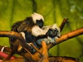 Closeup shot of the two Tamarin Monkeys sitting on branches in the zoo. Kansas City, Missouri Royalty Free Stock Photo