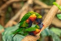 Closeup shot of two Trichoglossus lorikeet birds mating on a branch