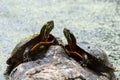 Closeup shot of two turtles on a rock near water Royalty Free Stock Photo