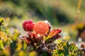 Closeup shot of two unpicked cloudberries/rubus chamaemorus outdoors in summer with warm light. One red and one orange berry.
