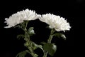 Closeup shot of two white chrysanthemum flowers isolated on a black background Royalty Free Stock Photo