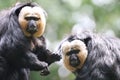 Closeup shot of two white-faced sakis (Pithecia pithecia) Royalty Free Stock Photo