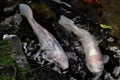 Closeup shot of two white koi carps swimming in a small pond Royalty Free Stock Photo