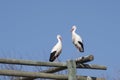 Closeup shot of two white storks on a blue sky background