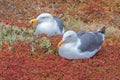 Closeup shot of two white western gulls with yellow beaks on the red grass.