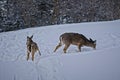 Closeup shot of two whitetail deers in the snow on the top of Snowshoe Mountain, West Virginia Royalty Free Stock Photo