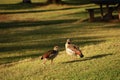 Closeup shot of two wild Egyptian gooses in a green area during a sunny day