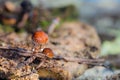 Closeup shot of two wild mushrooms on a blurred background Royalty Free Stock Photo