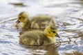 Closeup shot of two yellow Canadian goose ducklings swimming in the pond Royalty Free Stock Photo