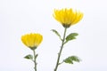 Closeup shot of two yellow chrysanthemum flowers isolated on a white background Royalty Free Stock Photo