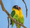 Closeup shot of two yellow-collared lovebirds perched on a branch