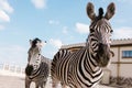 closeup shot of two zebras grazing in corral Royalty Free Stock Photo