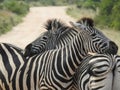 Closeup shot of two zebras hugging each other with a blurry background during daylight