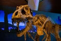 Closeup shot of a tyrannosaurus rex skeleton in museum
