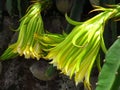 Closeup shot of the unbloomed pitayas belonging to the cactus family Royalty Free Stock Photo
