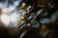 Closeup shot of unbloomed plant in a forest Royalty Free Stock Photo