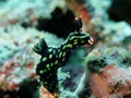 Closeup shot of an underwater black nudibranch (Nudibranchia) on the blurred coral background