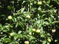 Closeup shot of unpicked green apples on the tree Royalty Free Stock Photo