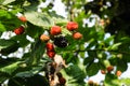 Closeup shot of unripe blackberry fruits on a shrub in a garden Royalty Free Stock Photo